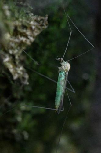Réf. 294 174 : Limoniinae inconnu
